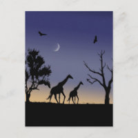 Afrikanische Morgendämmerung - Giraffen