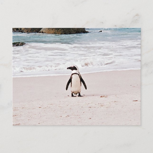 Afrikanische Pinguin Postcard Postkarte (Vorderseite)