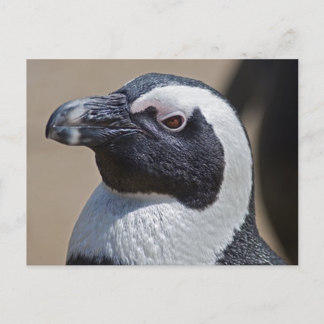 Afrikanische Pinguin Postcard Postkarte (Vorderseite)