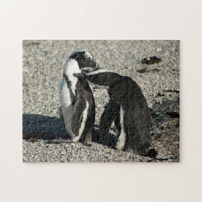 Afrikanische Pinguine, die sich pflegen Puzzle (Horizontal)