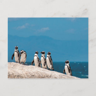 Afrikanische Pinguine Postkarte