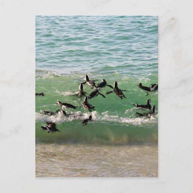 Afrikanische Pinguine schwimmen am Strand Postkarte (Vorderseite)