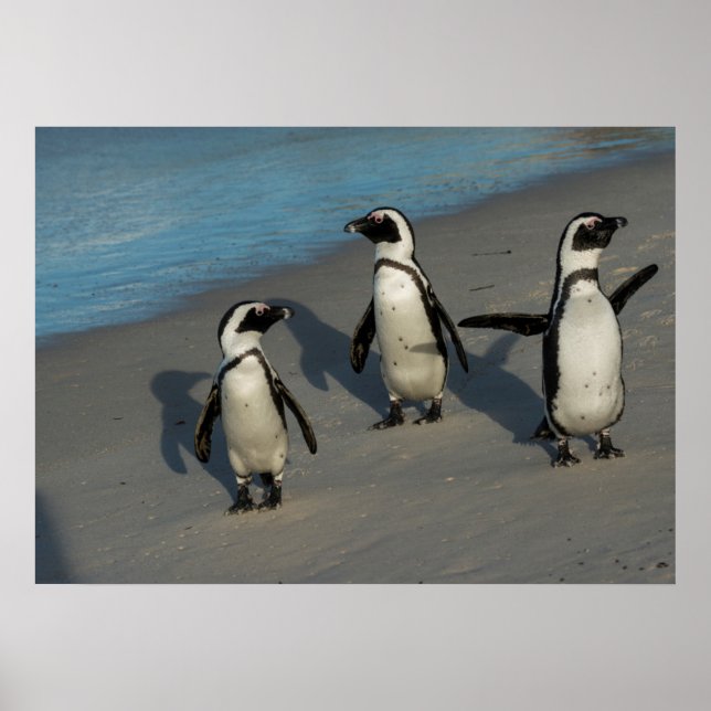 Afrikanische Pinguine | Spheniscus Demersus Poster (Vorne)