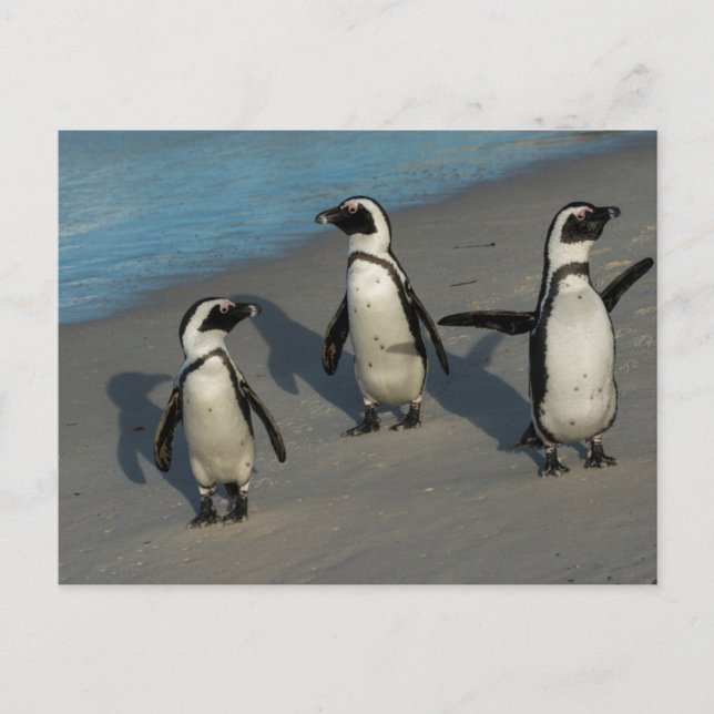 Afrikanische Pinguine | Spheniscus Demersus Postkarte (Vorderseite)