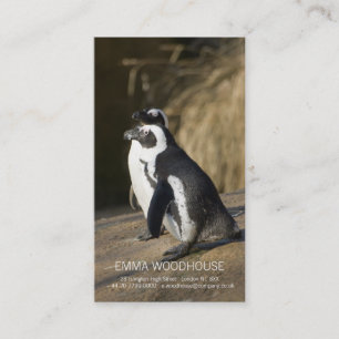 Afrikanische Pinguine • Visitenkarte-Schablone Visitenkarte
