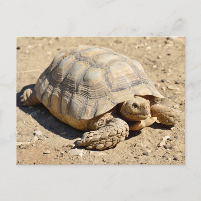 Afrikanische Schildkröte am Boden Postkarte (Vorderseite)