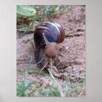 Afrikanische Schnecke