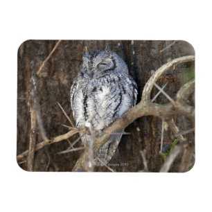 Afrikanische Scops-Eule, Kruger Nationalpark, Süd Magnet