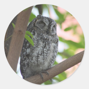 Afrikanische Scops-Eule schläft in einem Baum Runder Aufkleber