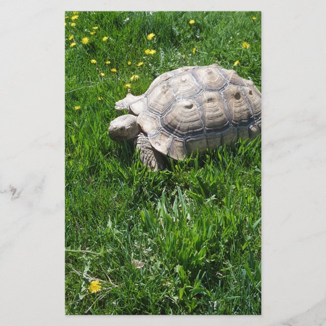Afrikanische sulcata Schildkröte Briefpapier (Vorderseite)