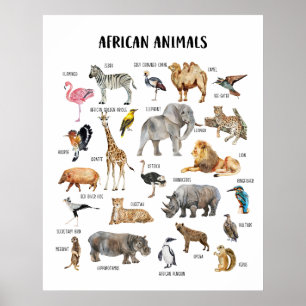 Afrikanische Tiere Bildungsplakat für das Klassenz Poster
