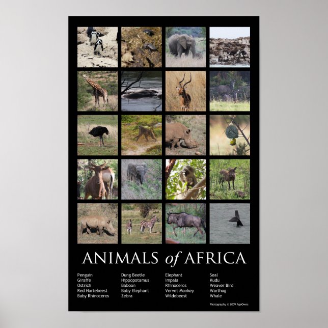 Afrikanische Tiere Poster (Vorne)
