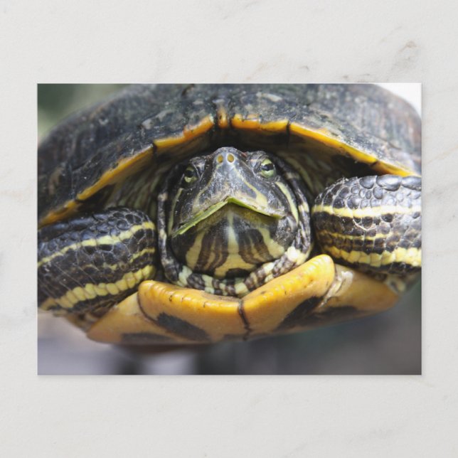 Afrikanische Turtle Postkarte (Vorderseite)