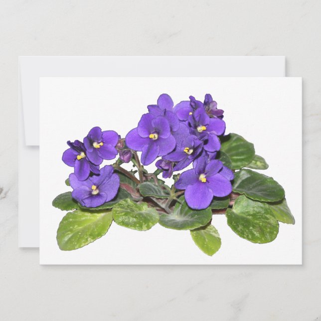 Afrikanische Violet (Vorderseite)