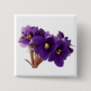 Afrikanische Violet Button