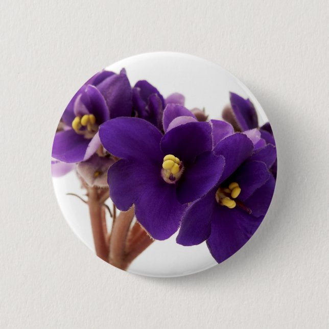Afrikanische Violet Button (Vorderseite)