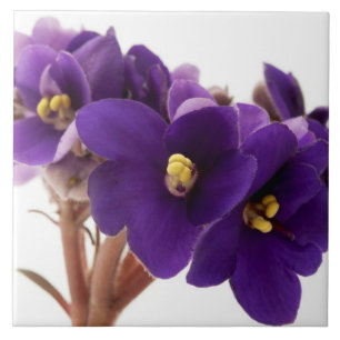 Afrikanische Violet Fliese