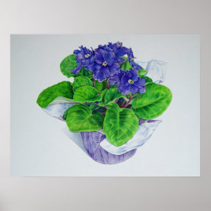 afrikanische Violet Poster