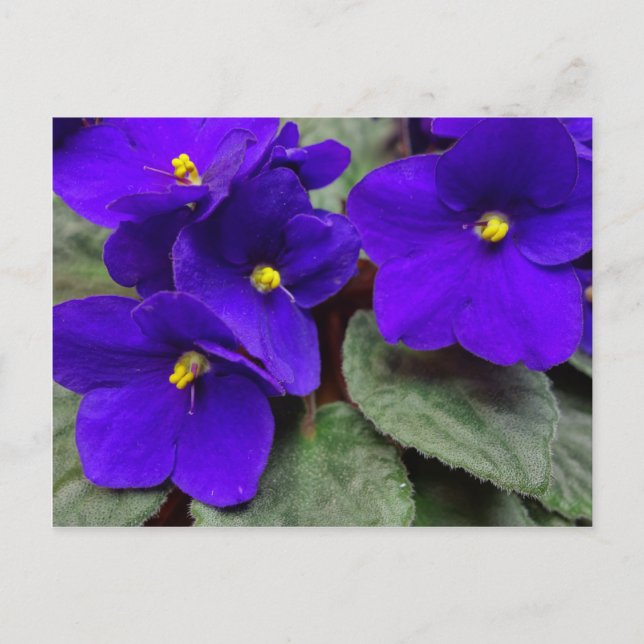 Afrikanische Violet Postkarte (Vorderseite)