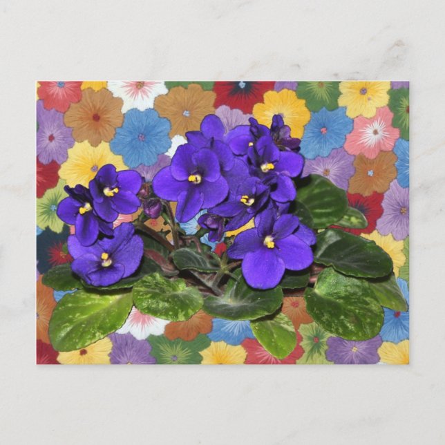 Afrikanische Violet Postkarte (Vorderseite)
