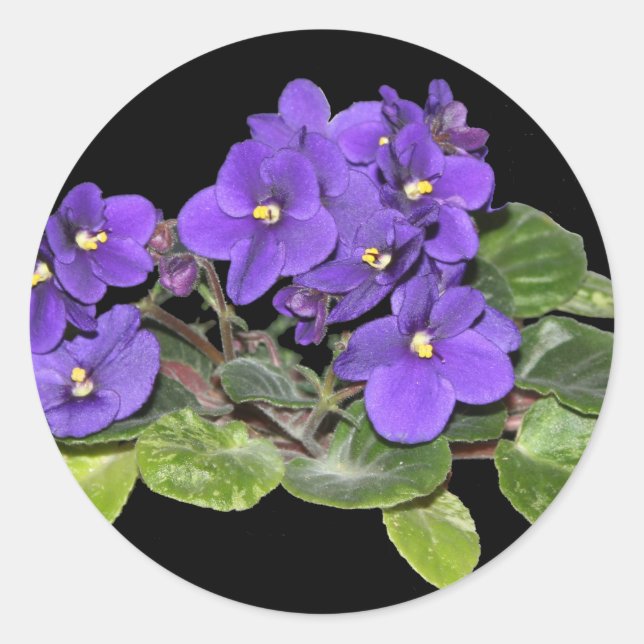 Afrikanische Violet Runder Aufkleber (Vorderseite)