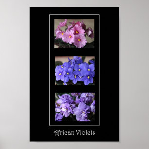 Afrikanische Violetten Poster