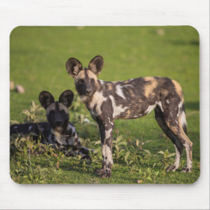Afrikanische Wildhunde in Tansania Mousepad