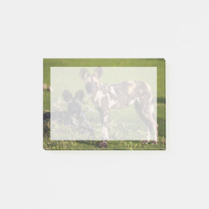 Afrikanische Wildhunde in Tansania Post-it Klebezettel