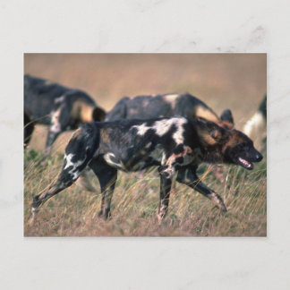 Afrikanische Wildhunde jagen auf Savanne Postkarte