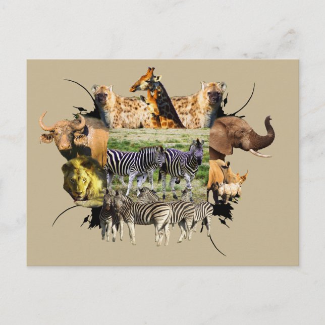 afrikanische Wildlife Frame Zebra Couple Postkarte (Vorderseite)