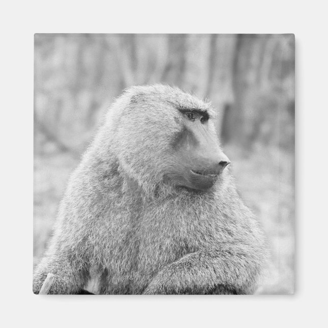 Afrikanischer Baboon Magnet (Vorne)