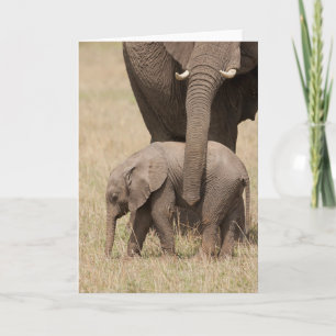 Afrikanischer Baby-Elefant mit Mutter Karte