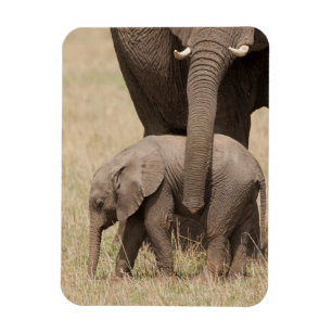 Afrikanischer Baby-Elefant mit Mutter Magnet