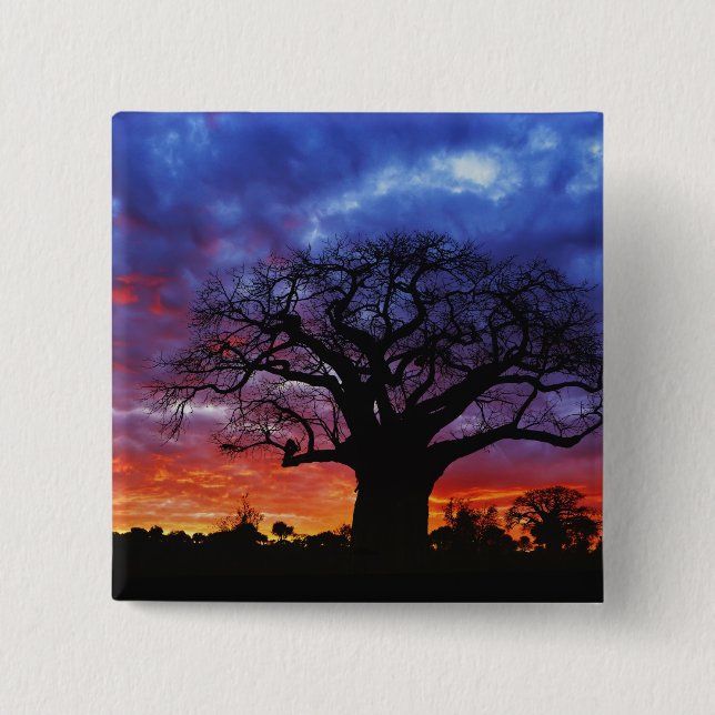 Afrikanischer Baobab-Baum, Adansonia digitata, 2 Button (Vorderseite)