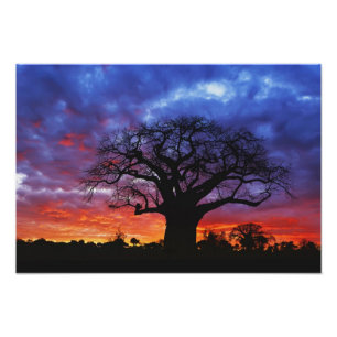 Afrikanischer Baobab-Baum, Adansonia digitata, 2 Fotodruck