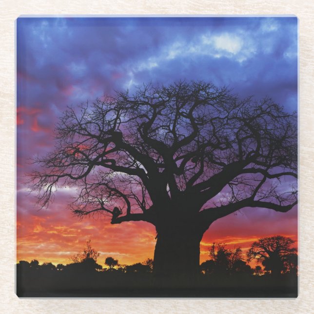 Afrikanischer Baobab-Baum, Adansonia digitata 2 Glasuntersetzer (Vorderseite)