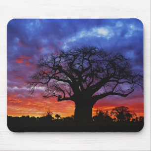 Afrikanischer Baobab-Baum, Adansonia digitata, 2 Mousepad