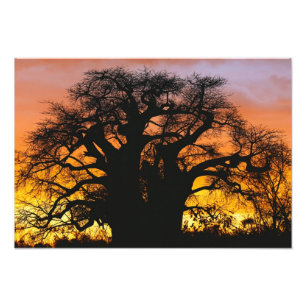 afrikanischer Baobab-Baum, Adansonia digitata, Fotodruck