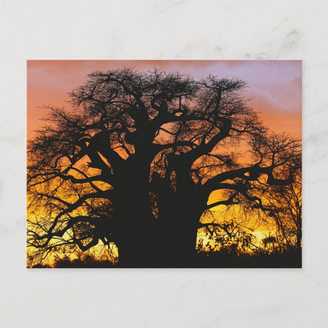 afrikanischer Baobab-Baum, Adansonia digitata, Postkarte (Vorderseite)