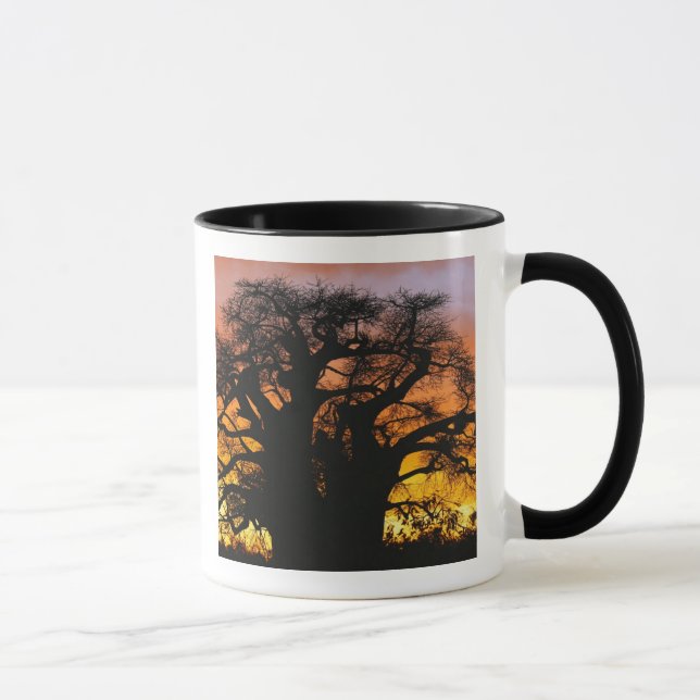 Afrikanischer Baobab-Baum, Adansonia digitata, Tasse (Rechts)