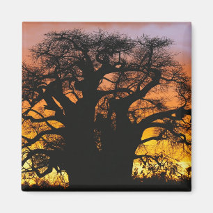 Afrikanischer Baobabbaum, Adansonia digitata, Magnet