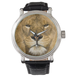 Afrikanischer Berberlöwe, Panthera leo leo, einer Armbanduhr