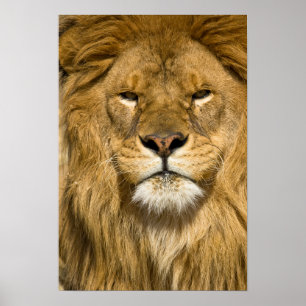Afrikanischer Berberlöwe, Panthera leo leo, einer Poster