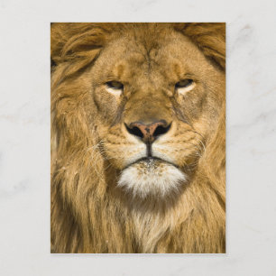 Afrikanischer Berberlöwe, Panthera leo leo, einer Postkarte