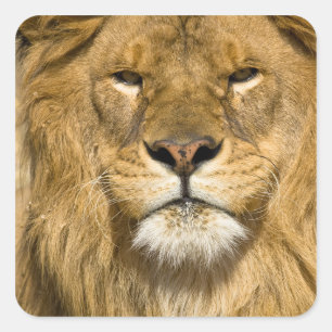 Afrikanischer Berberlöwe, Panthera leo leo, einer Quadratischer Aufkleber