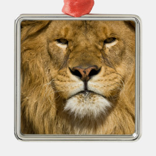Afrikanischer Berberlöwe, Panthera leo leo, einer Silbernes Ornament