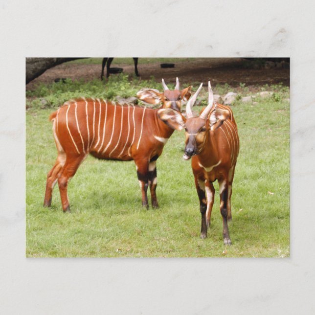 afrikanischer Bongo 3 Postkarte (Vorderseite)