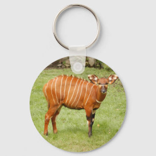 Afrikanischer Bongo Schlüsselanhänger