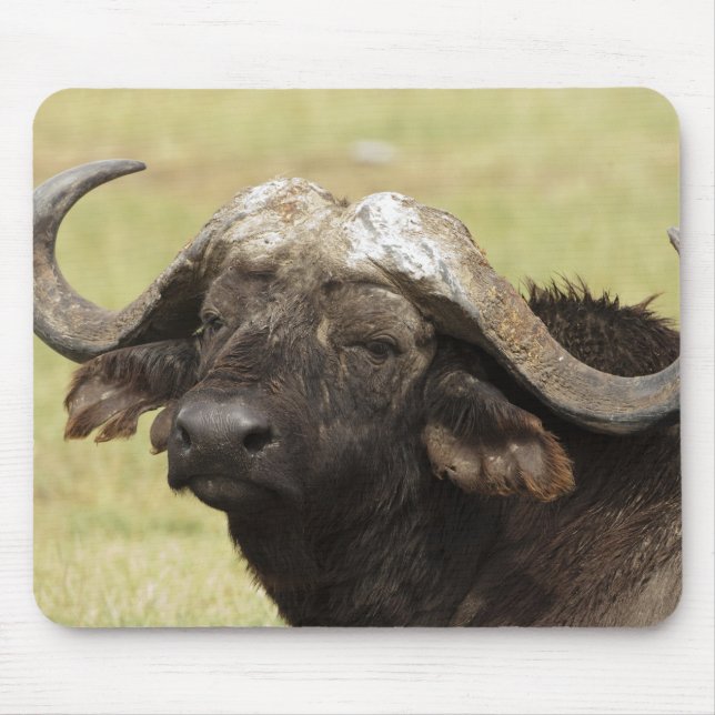 Afrikanischer Büffel, Syncerus caffer Mousepad (Vorne)