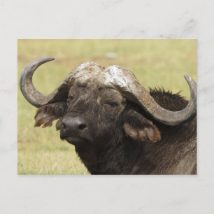 Afrikanischer Büffel, Syncerus caffer, stehend Postkarte